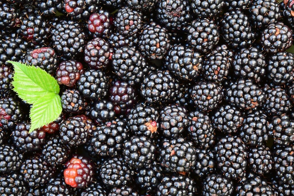 blackberries 1541320 1280